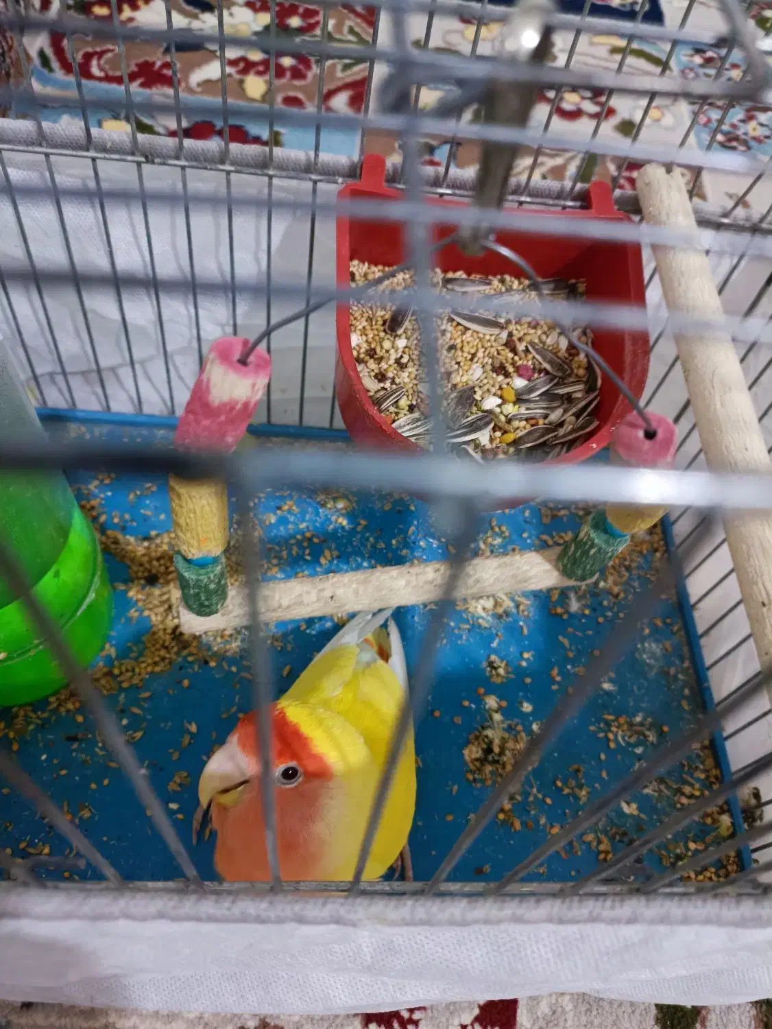 کوتوله دستی معاوضه با سبز سریلاکی|پرنده|قم, نیروگاه|دیوار