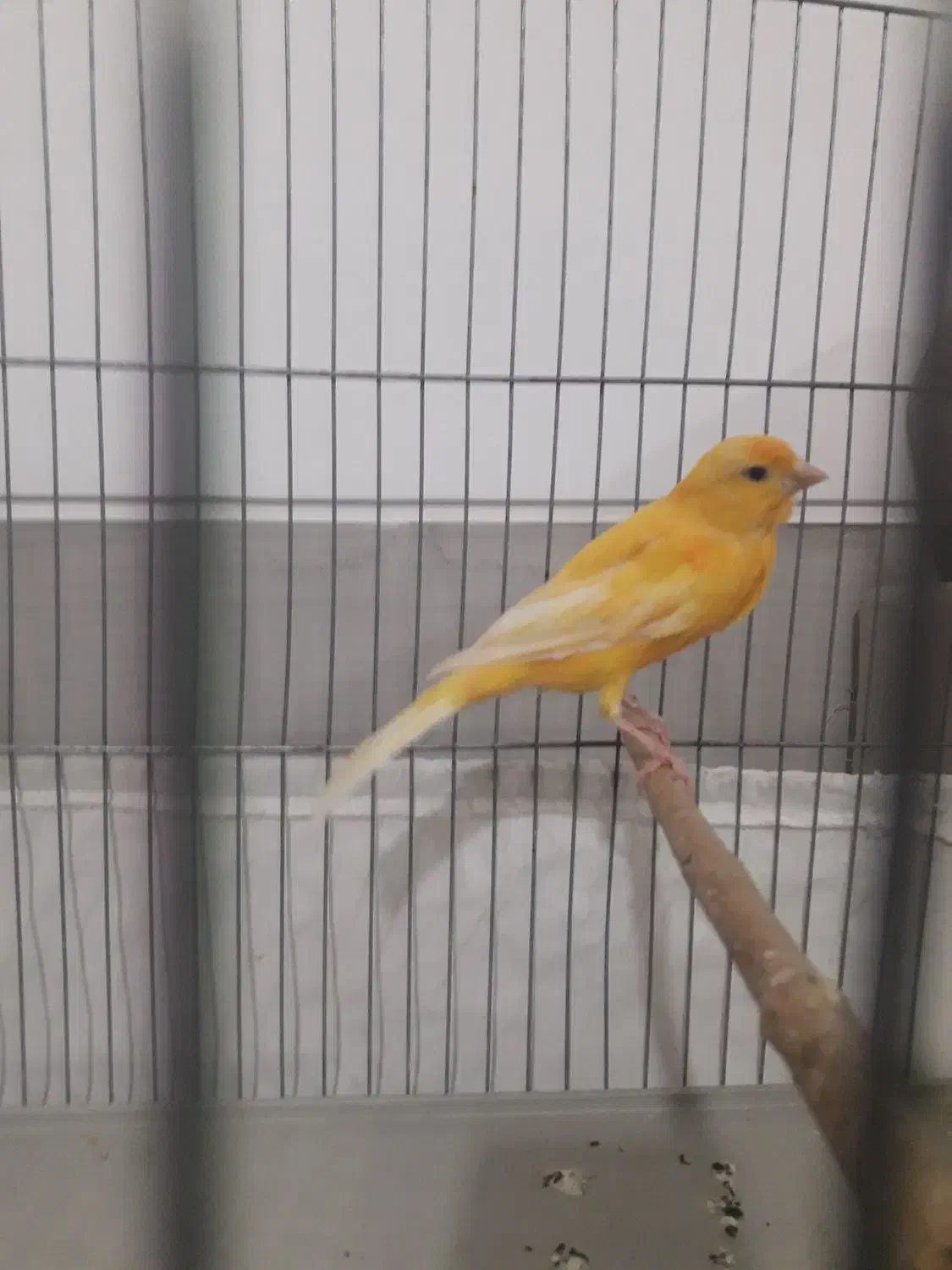 قناری ماده|پرنده|فسا, |دیوار