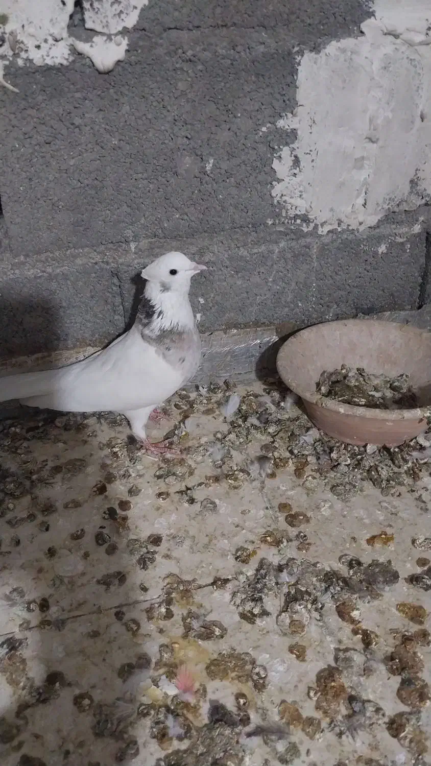 کبوتر|پرنده|هرسین, |دیوار