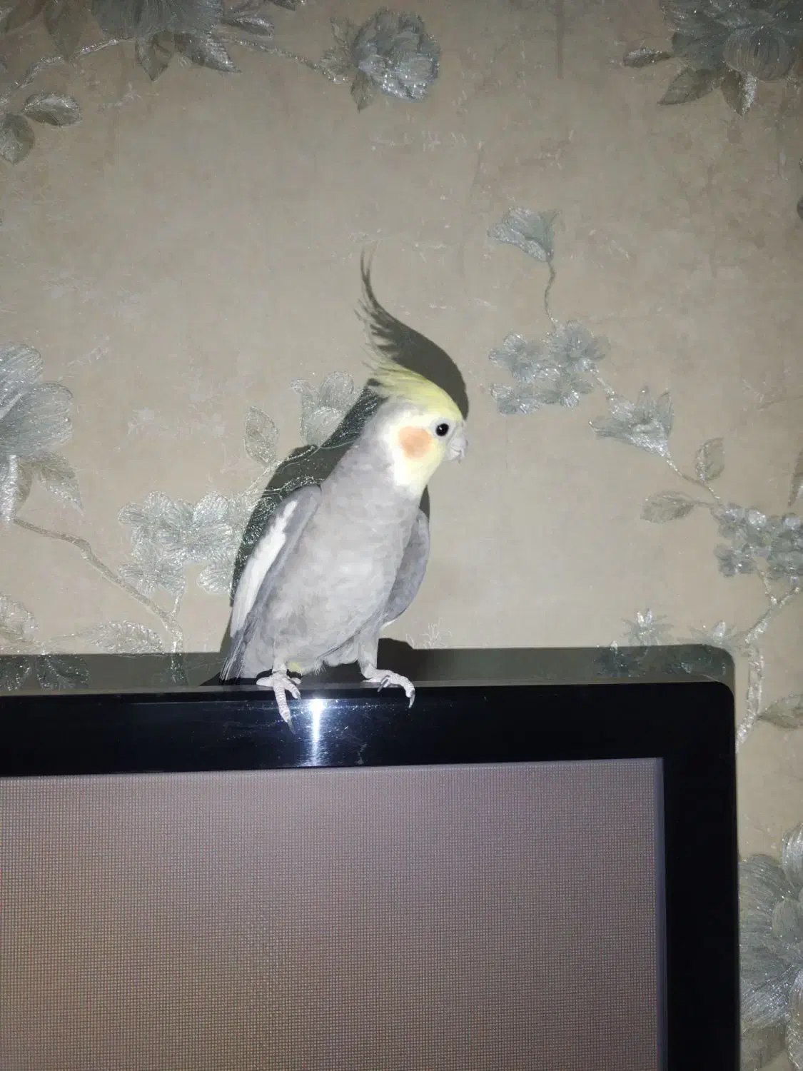 عروس هلندی نر اماده|پرنده|گلستان (تهران), |دیوار