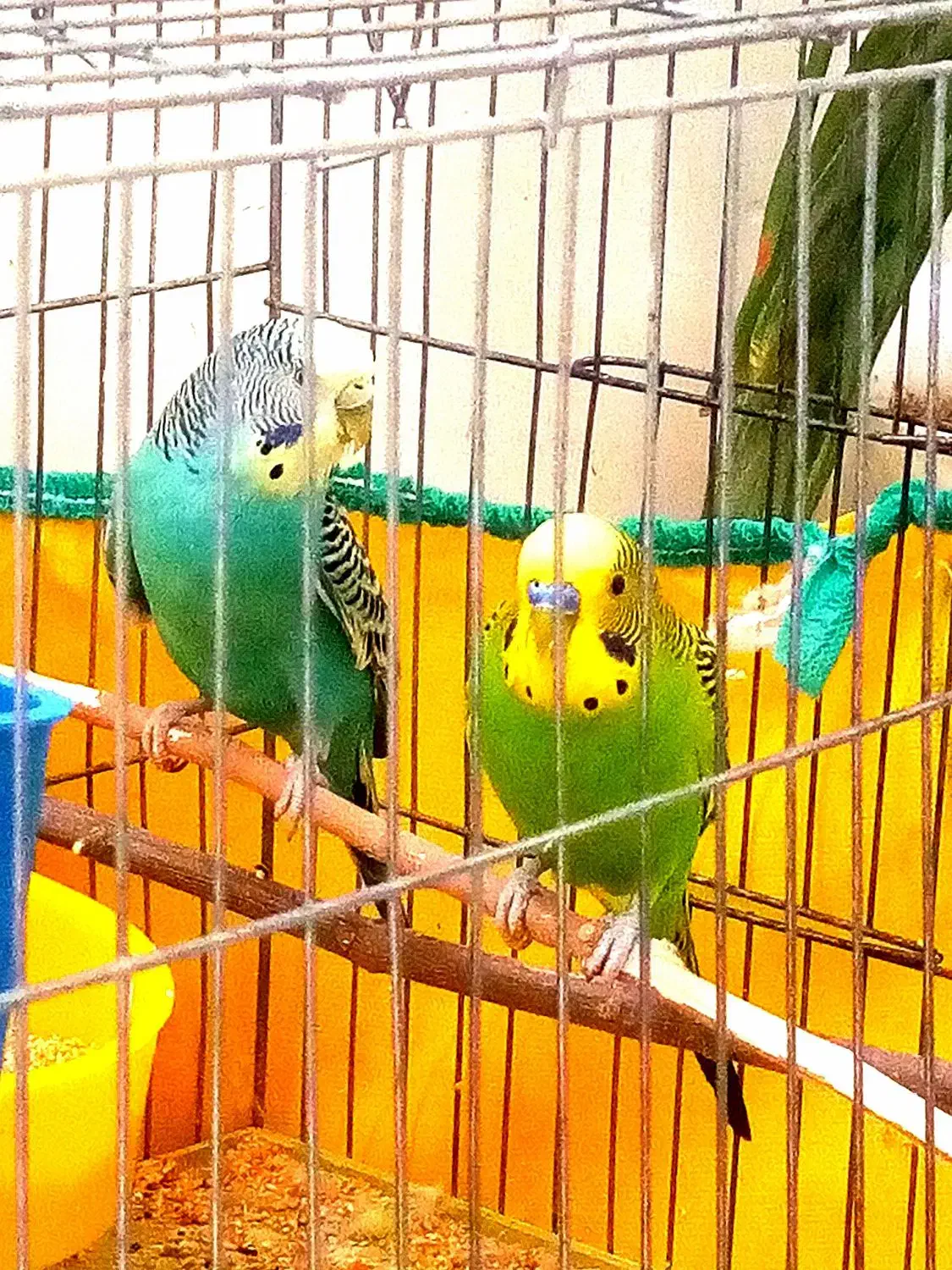 یک جفت مرغ عشق مولد تضمینی|پرنده|پردیس, فاز ۱۱|دیوار