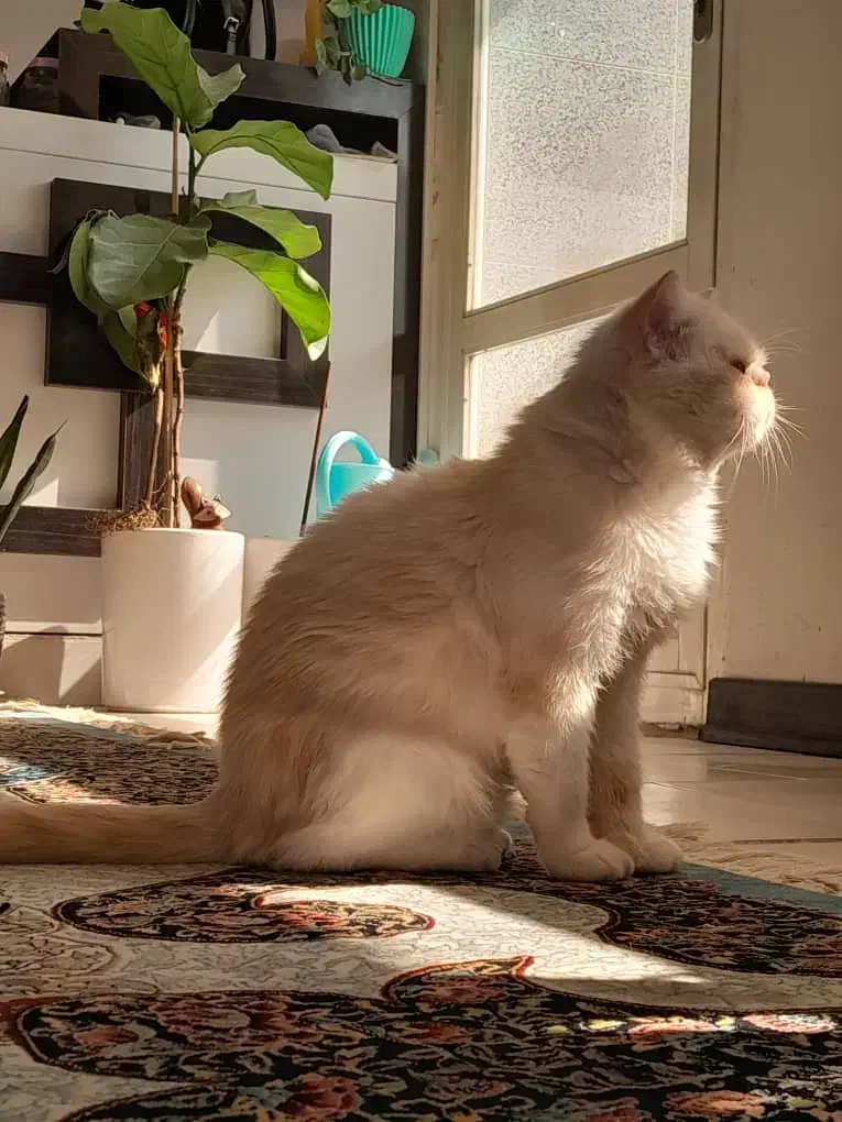 گربه|گربه|اصفهان, بهرام‌آباد|دیوار