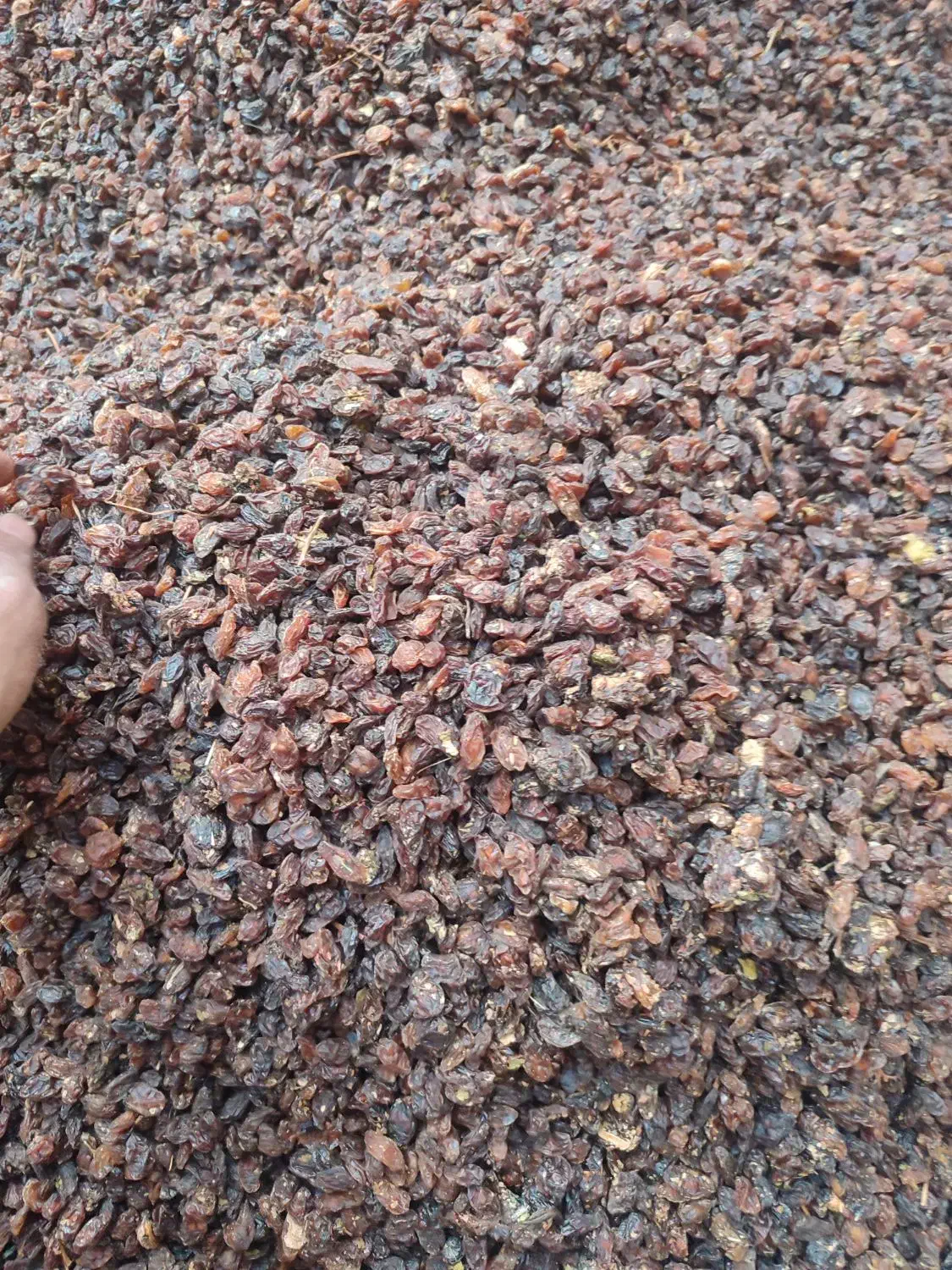 کشمش آفتابی|خوردنی و آشامیدنی|اشکذر, |دیوار