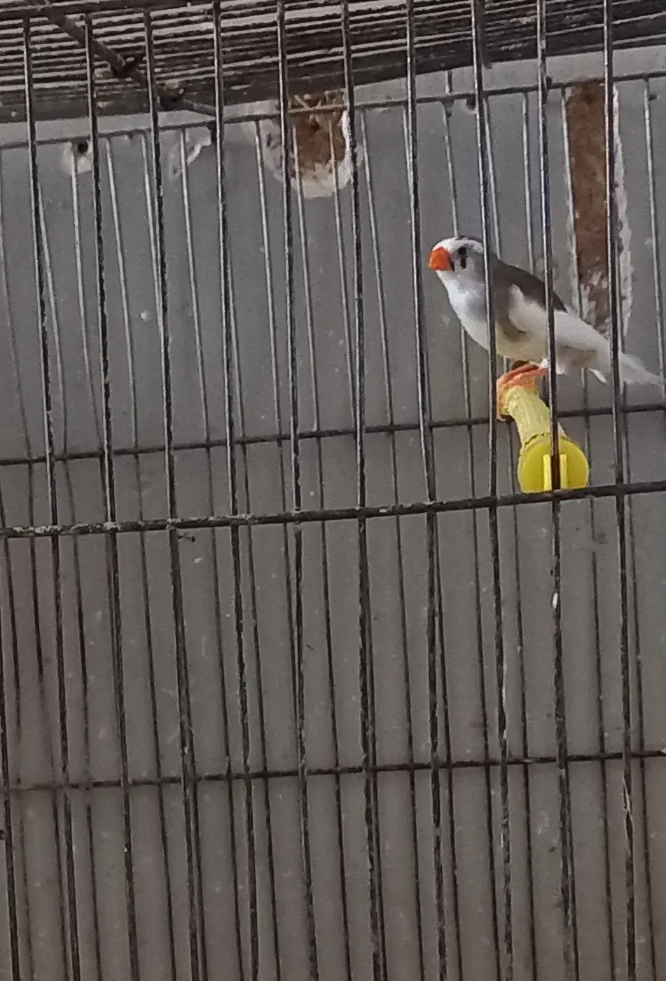 فنچ ماده|پرنده|کرمان, |دیوار