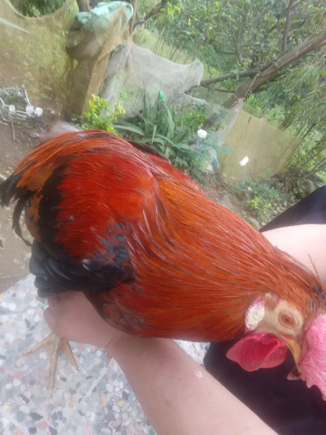 خروس|حیوانات مزرعه|کلاچای, |دیوار