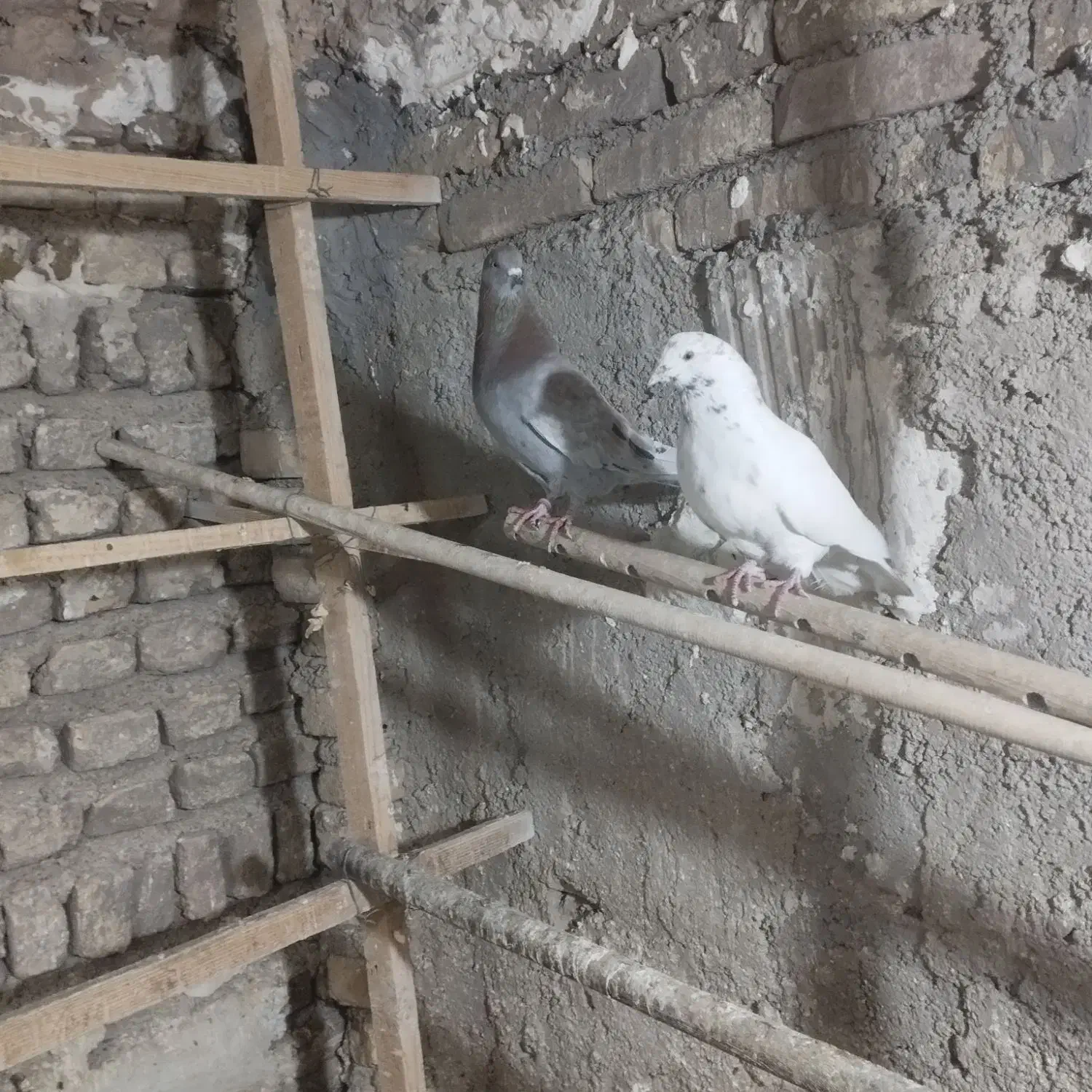 کفتر|پرنده|قرچک, زیبا شهر|دیوار