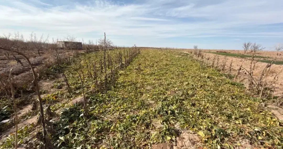 چغندر رسمی|خدمات باغبانی و درختکاری|تربت‌حیدریه, پائین ولایت|دیوار