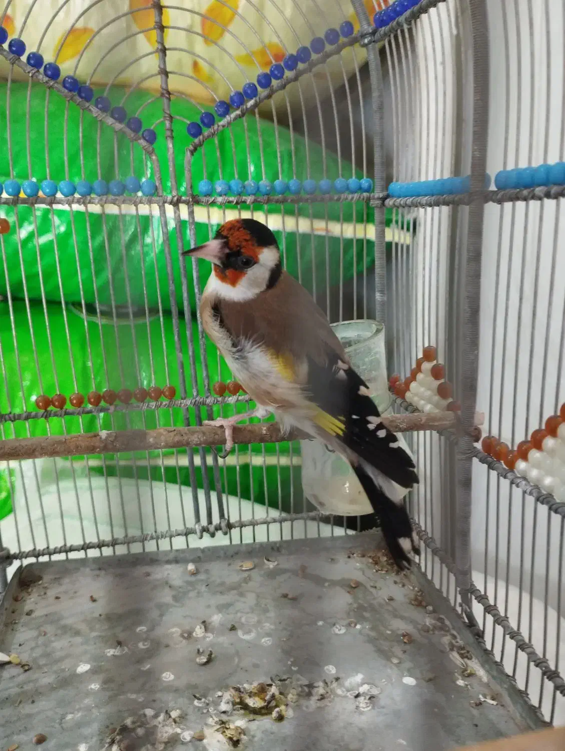 سهره|پرنده|تبریز, |دیوار