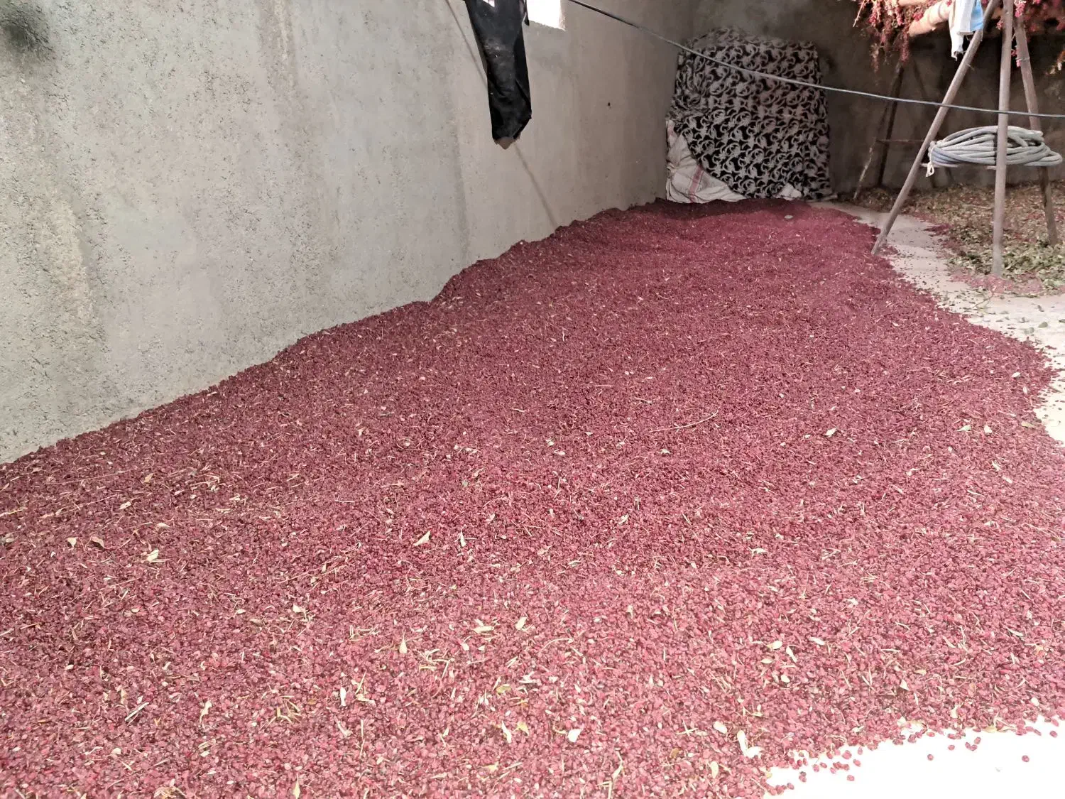 زرشک|عمده‌فروشی|زیرکوه, |دیوار