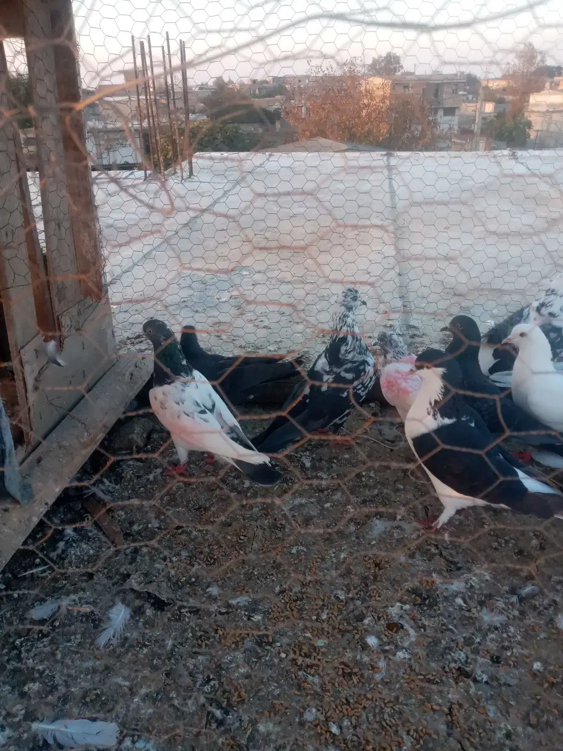 کبوتر تکپر|پرنده|تاتار علیا, |دیوار