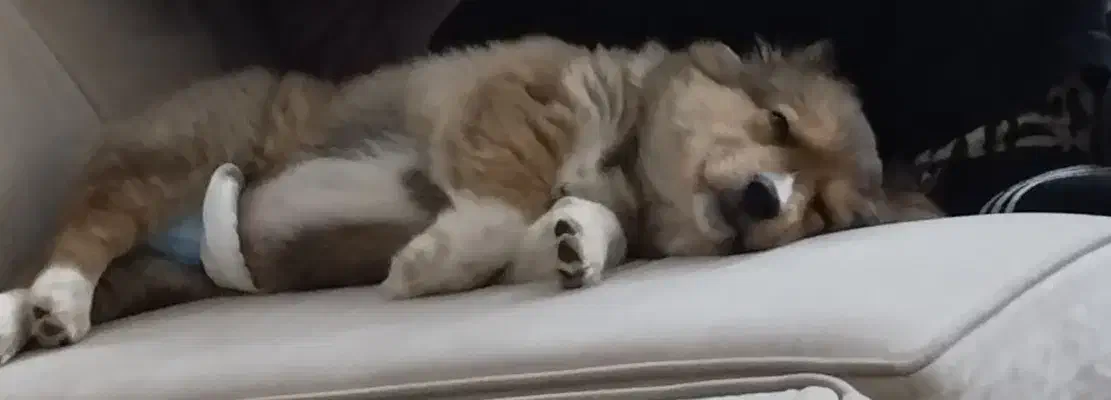 سگ دوماهه|سگ|اردبیل, |دیوار