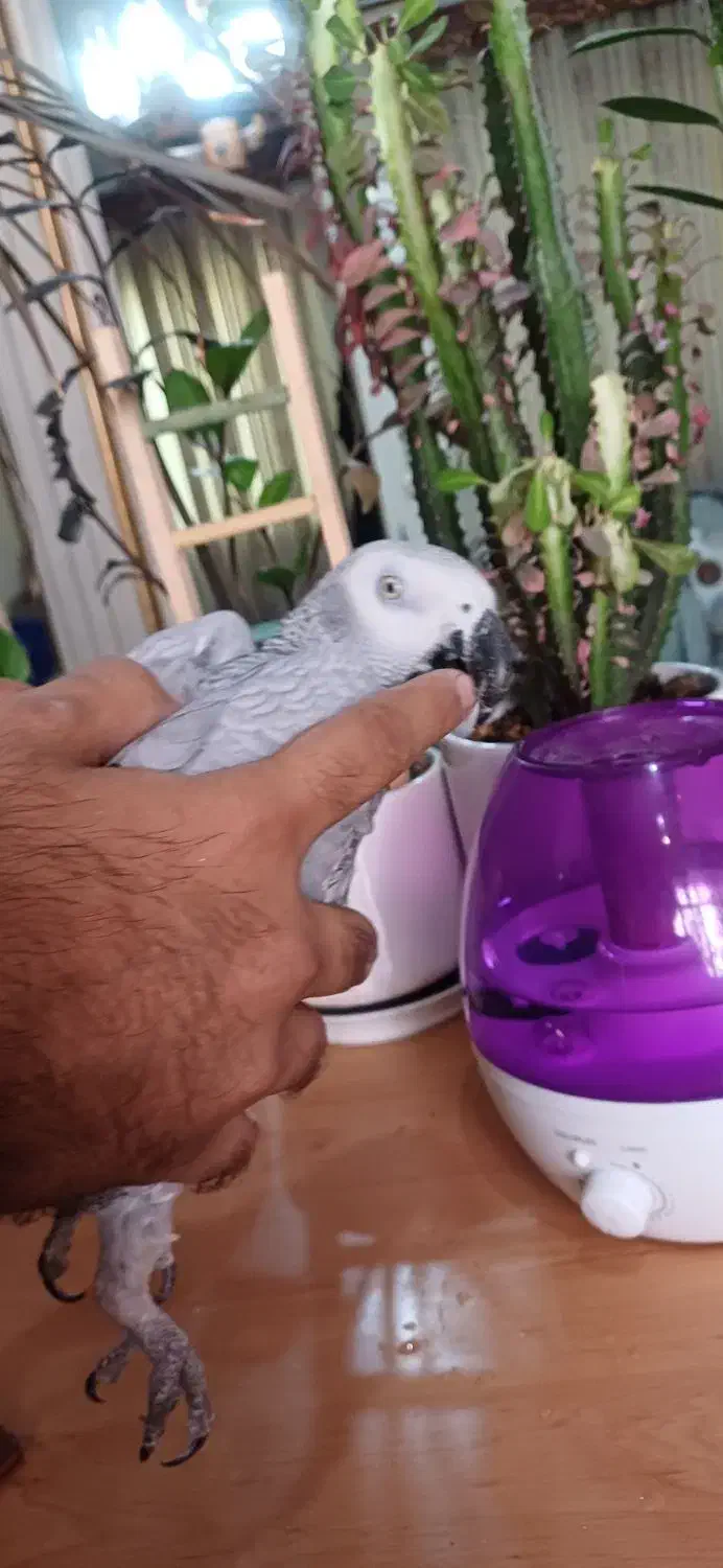 کاسکو پر صحبت باهوش درشت شاه تخم زیبا|پرنده|تهران, اسکندری|دیوار