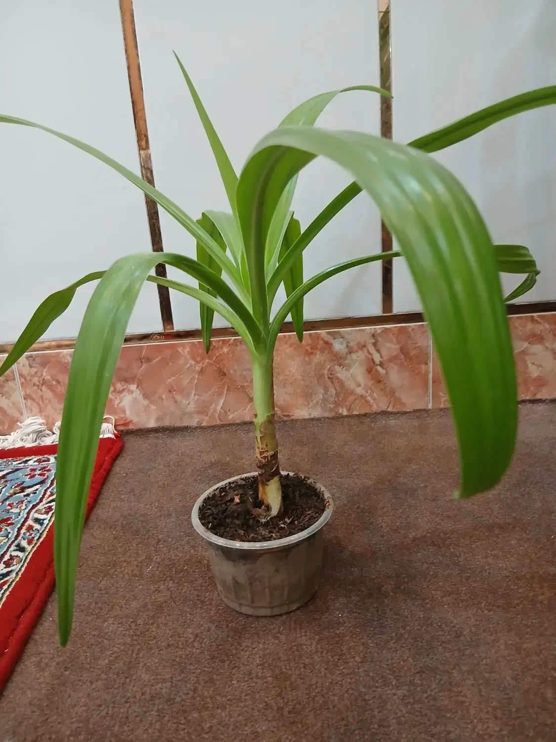 گل زرتی|گل و گیاه طبیعی|کازرون, |دیوار