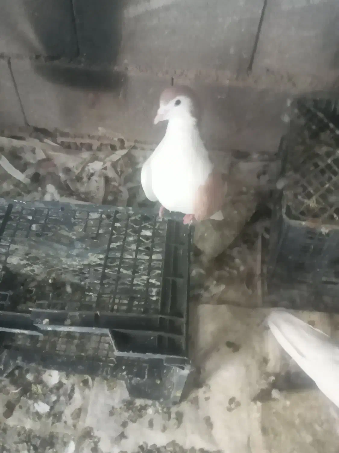 سه عددکبوتر|پرنده|همدان, |دیوار