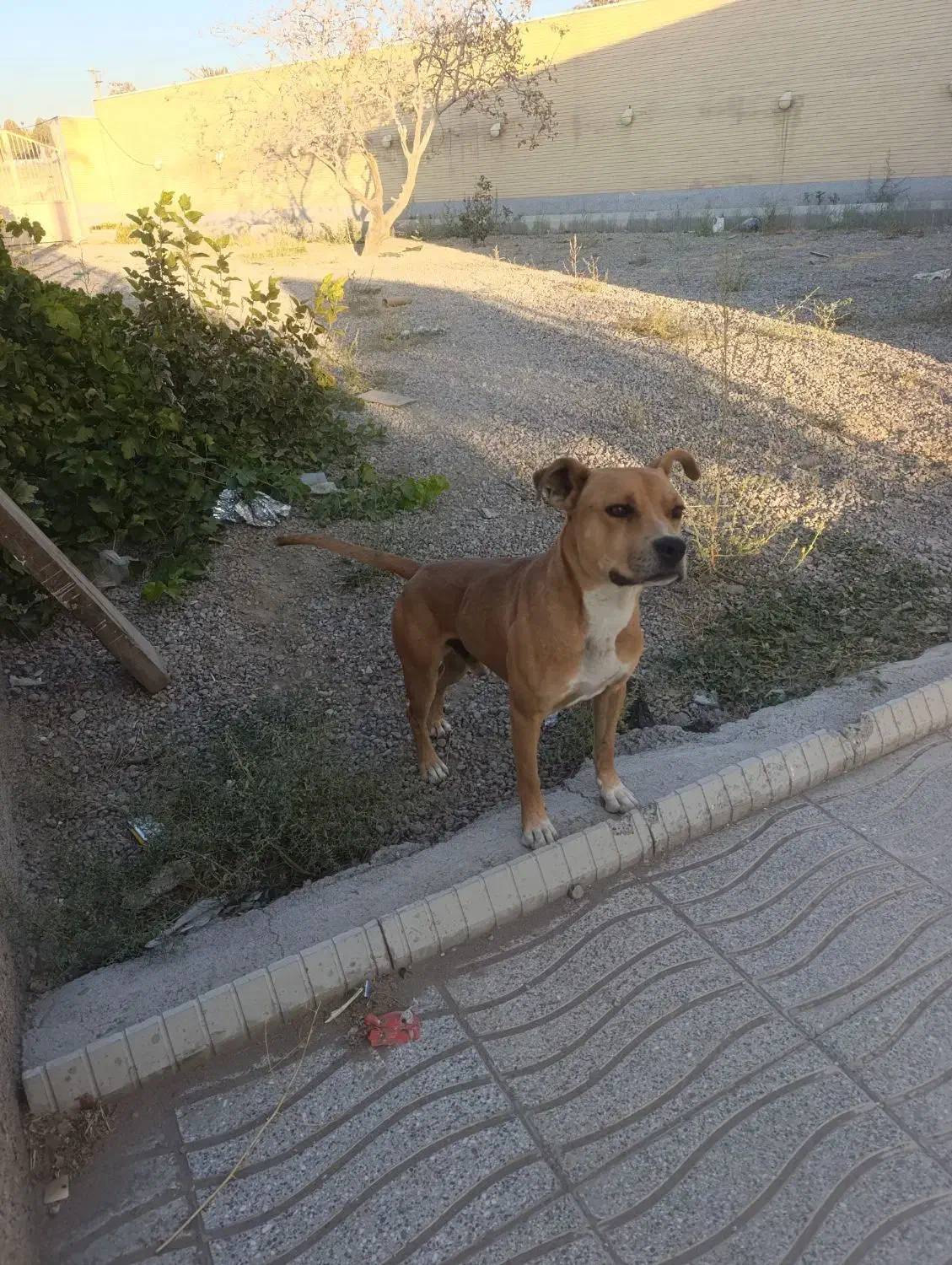 واگذاری سگ بیت بول|سگ|خسروشاه, |دیوار