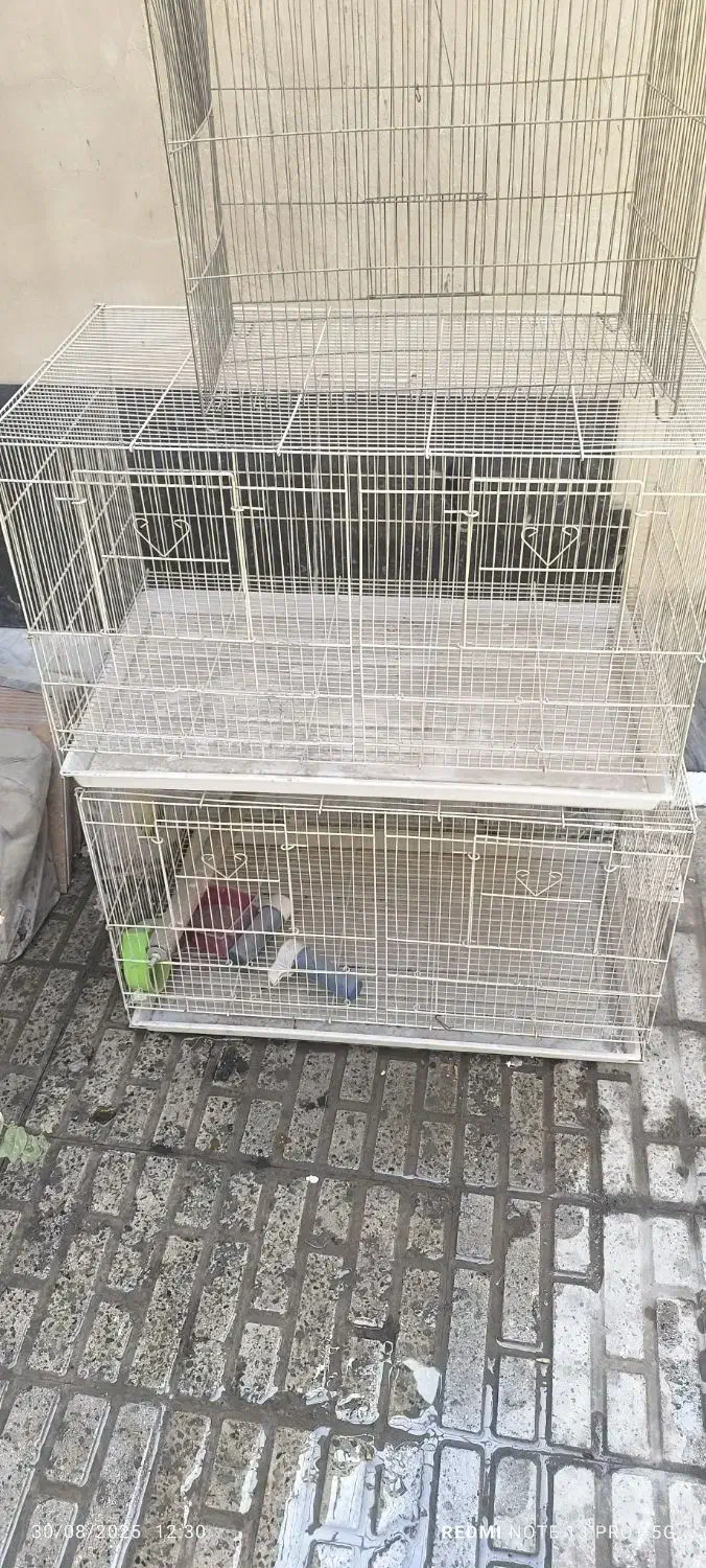 قفسه برای انواع پرندها مخصوصا عروس هلندی|لوازم جانبی حیوانات|باغستان, |دیوار