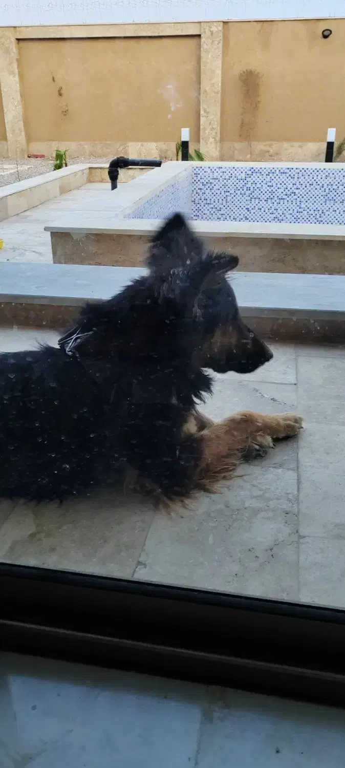 سگ ژرمن نر|سگ|اصفهان, زیار|دیوار