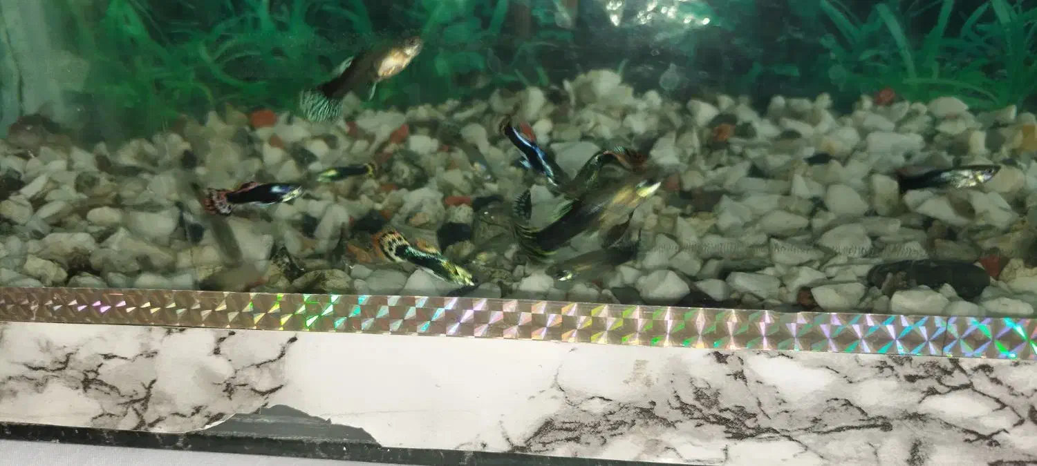 ماهی اکواریوم|ماهی|سراب, |دیوار