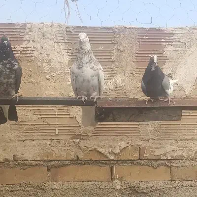 حیون غریب گیری|پرنده|پاکدشت, حصار امیر|دیوار