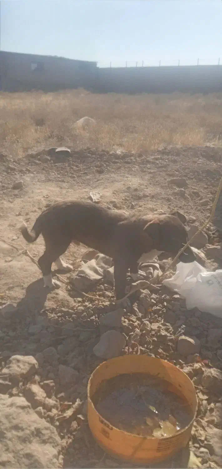 پاکوتاه نر و ماده|سگ|نیشابور, فخریه|دیوار