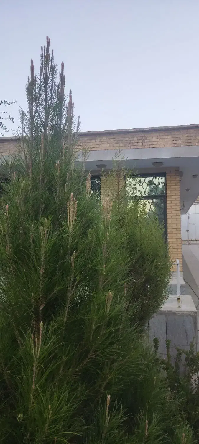 باغ ویلای|فروش خانه و ویلا|شیراز, بید زرد|دیوار