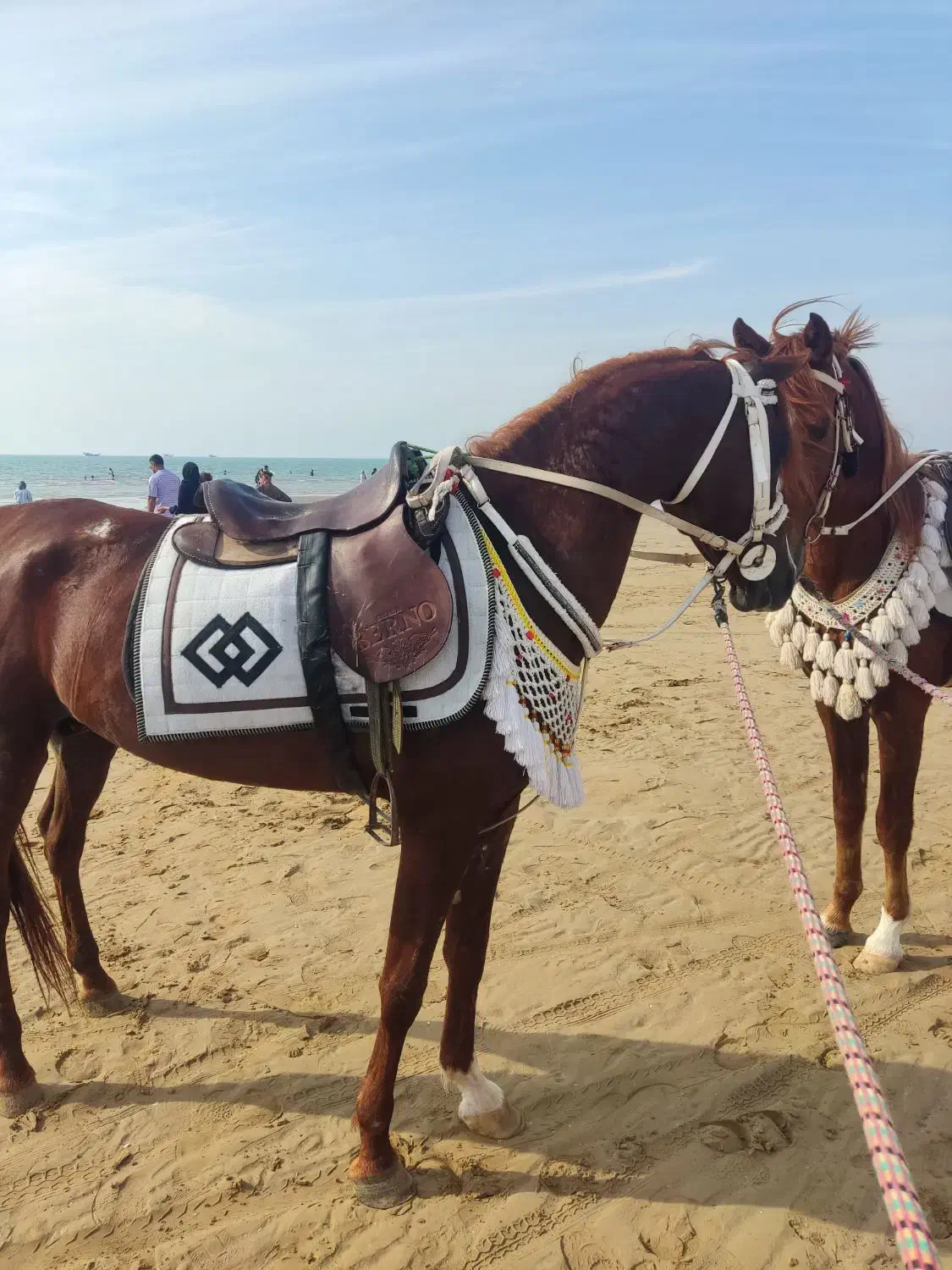 اسب عرب|اسب و تجهیزات اسب‌سواری|اهواز, شریعتی جنوبی|دیوار