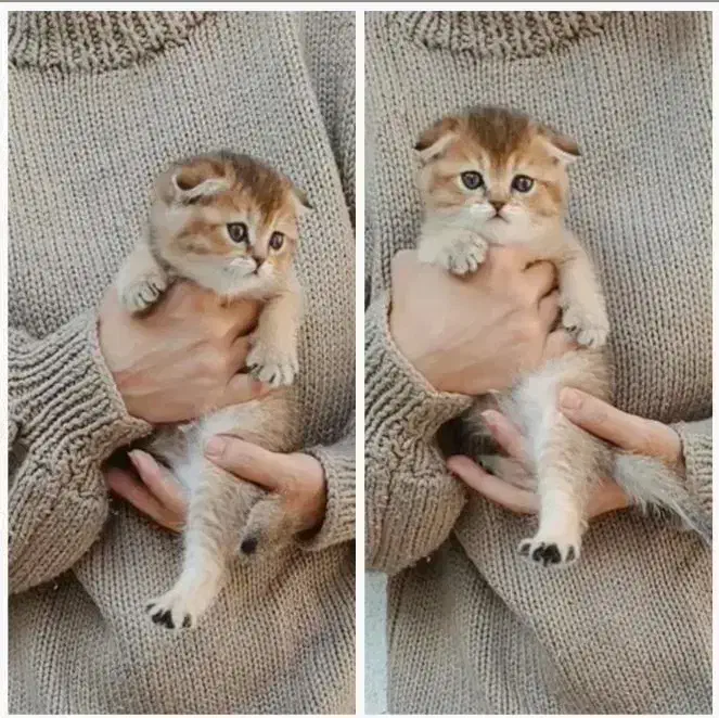 گربه اسکاتیش بریتیش گلد|گربه|ارومیه, |دیوار