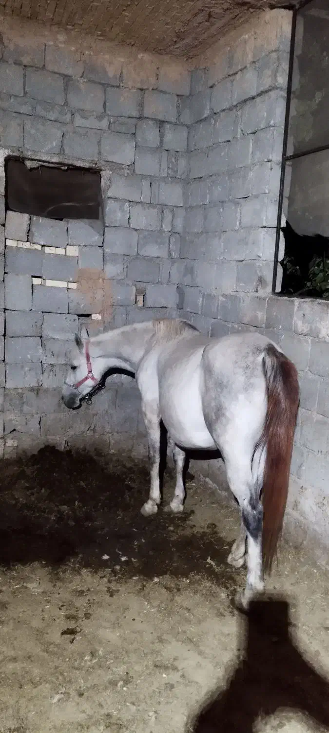 مادیان شجره برفین|اسب و تجهیزات اسب‌سواری|ابریشم, |دیوار