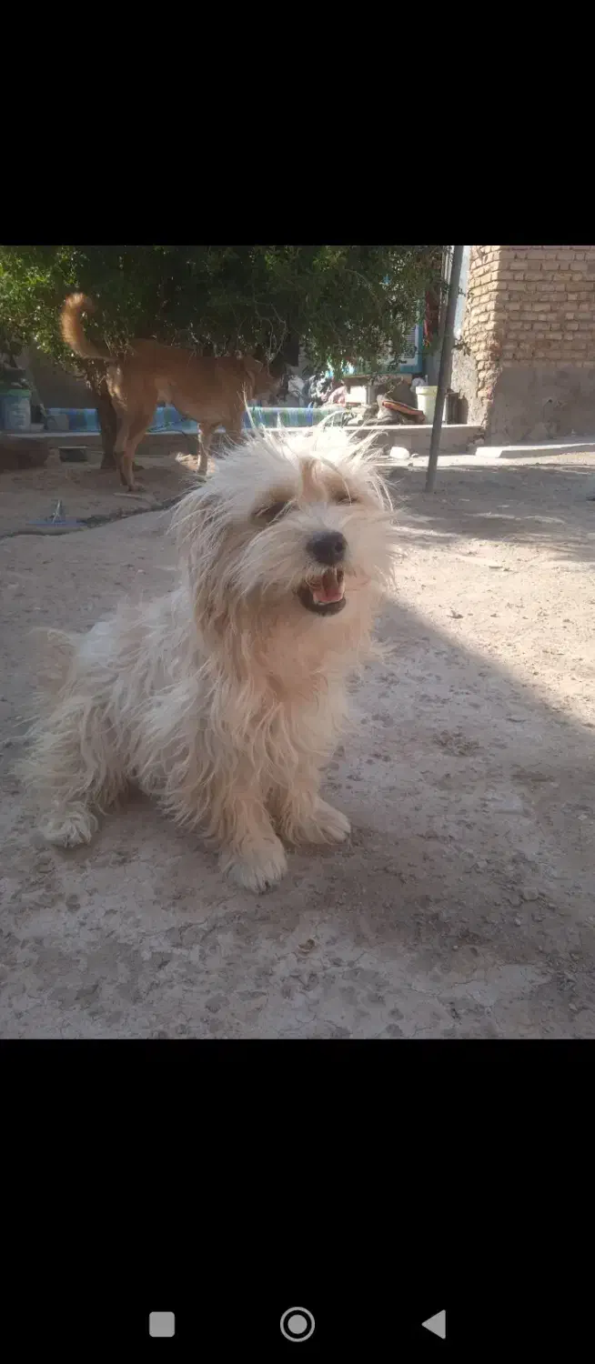 سگ گمشده نجف شهرمسکن مهرناصرخسروغربی|حیوانات|سیرجان, |دیوار