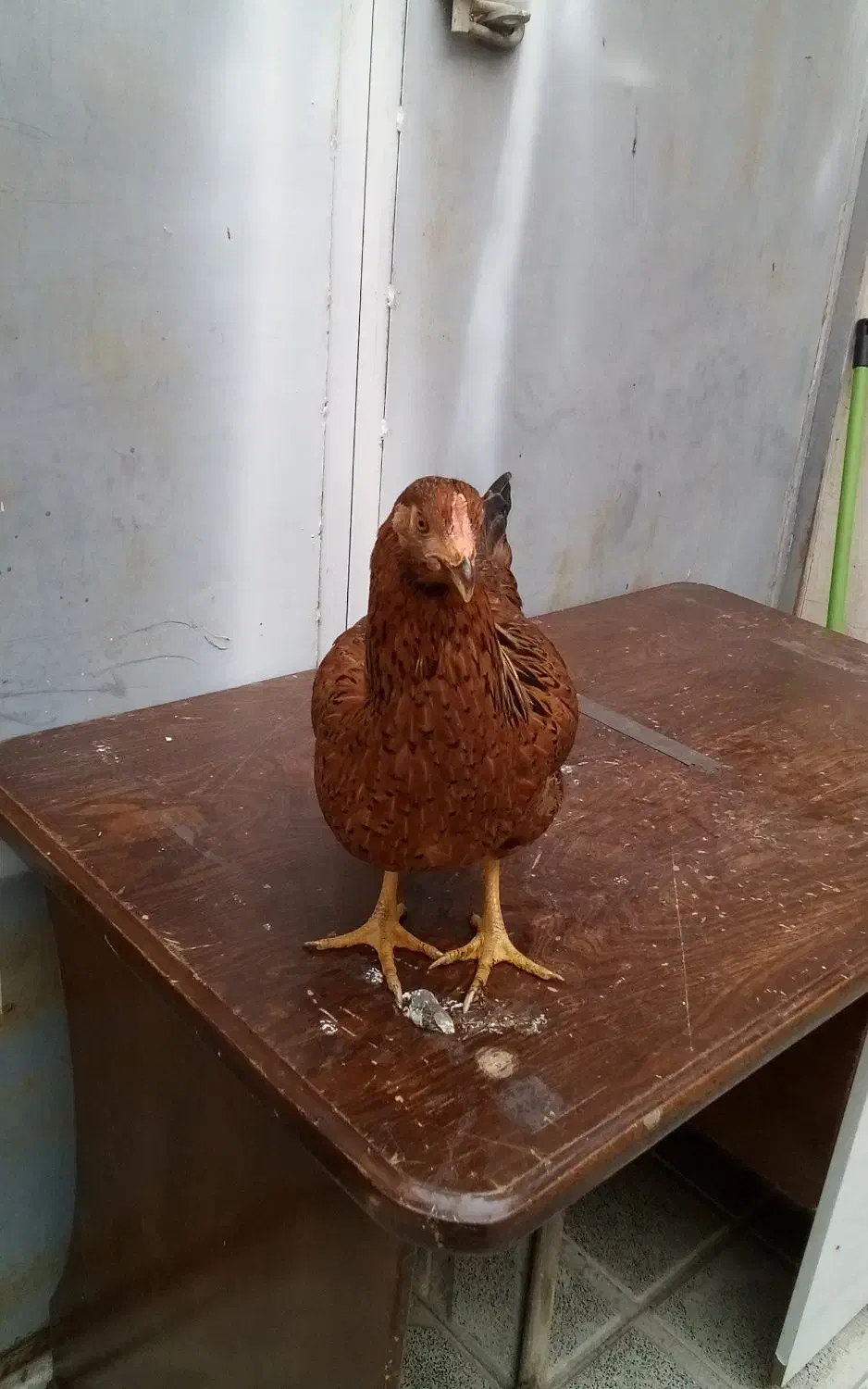 مرغ و خروس خانه گی|حیوانات مزرعه|مشهد, انصار|دیوار