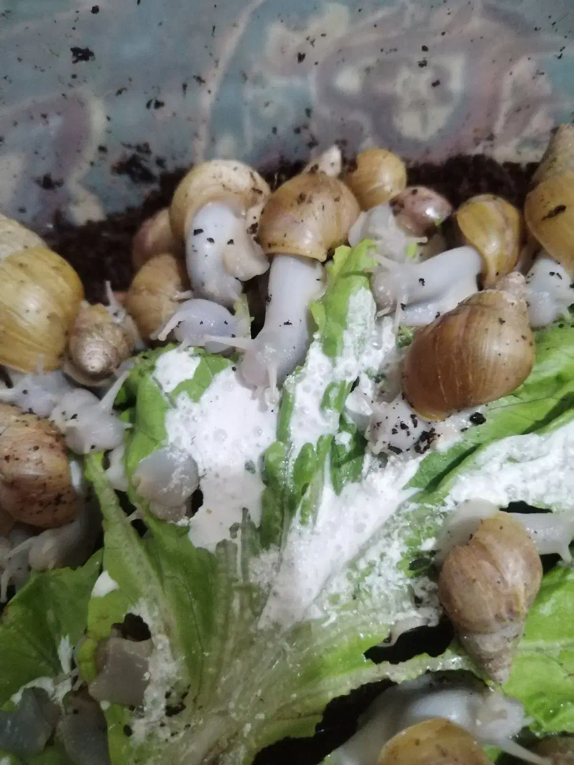 حلزون|خزنده|زنجان, |دیوار