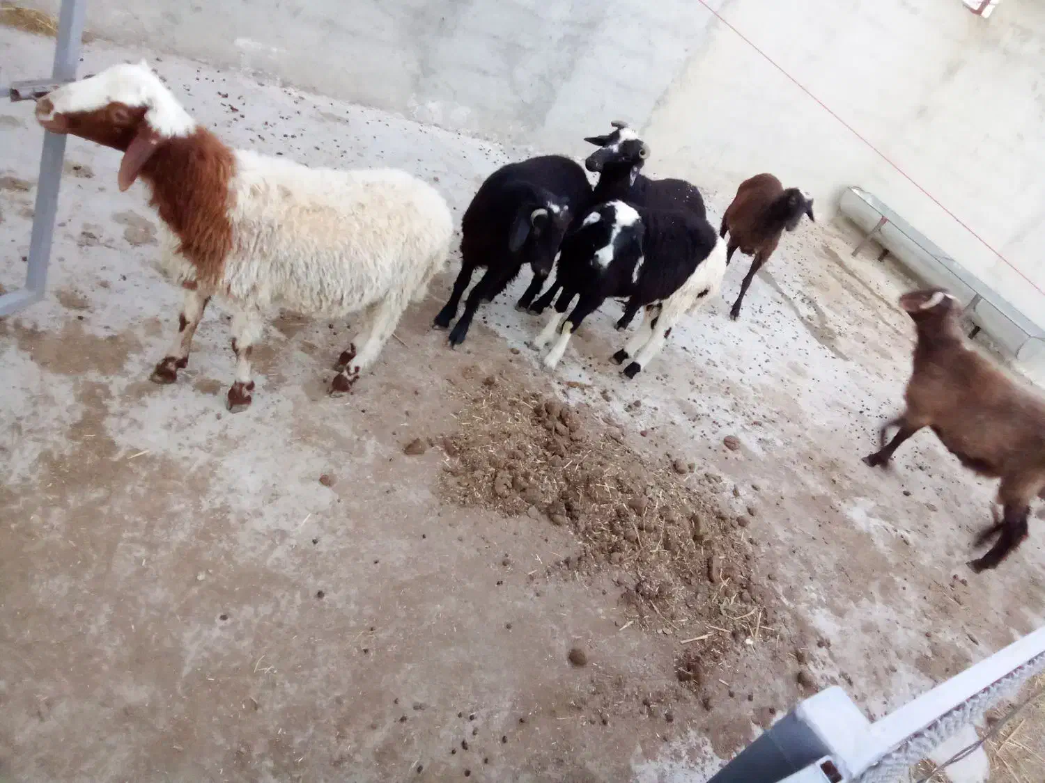 ۶عدد توقلی نر سالم خوشخوراک|حیوانات مزرعه|بندر ترکمن, |دیوار