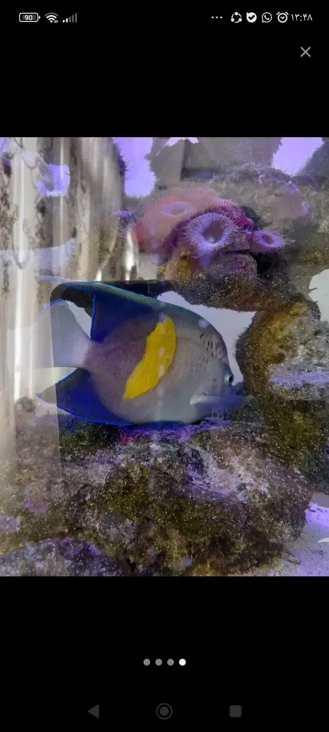 ماهی اکواریوم آب شور فرشته ی عمان|ماهی|اندیشه, اندیشه فاز ۵|دیوار