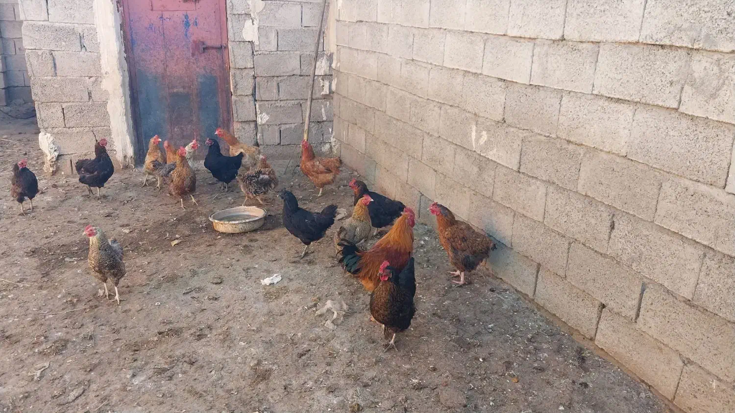 مرغ تخم گذار|حیوانات مزرعه|ارشق, |دیوار