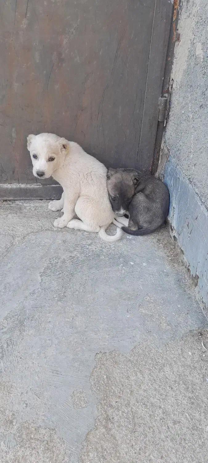 دو عدد توله نر|سگ|شیروان (خراسان), |دیوار