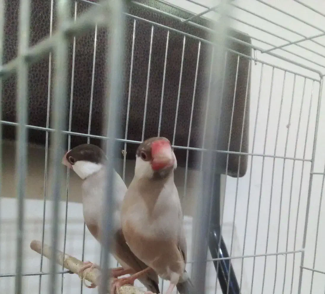 جفت نرگسی شکلاتی|پرنده|تهران, شیخ هادی|دیوار