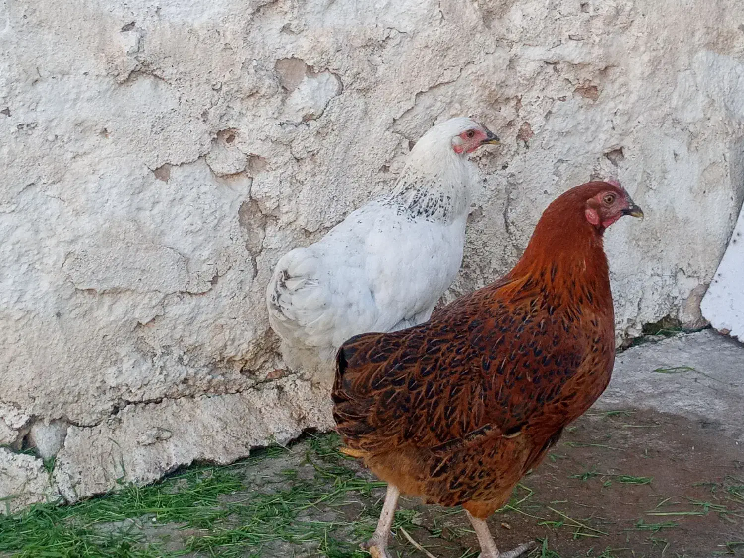 مرغ واروک|حیوانات مزرعه|مسجد سلیمان, |دیوار