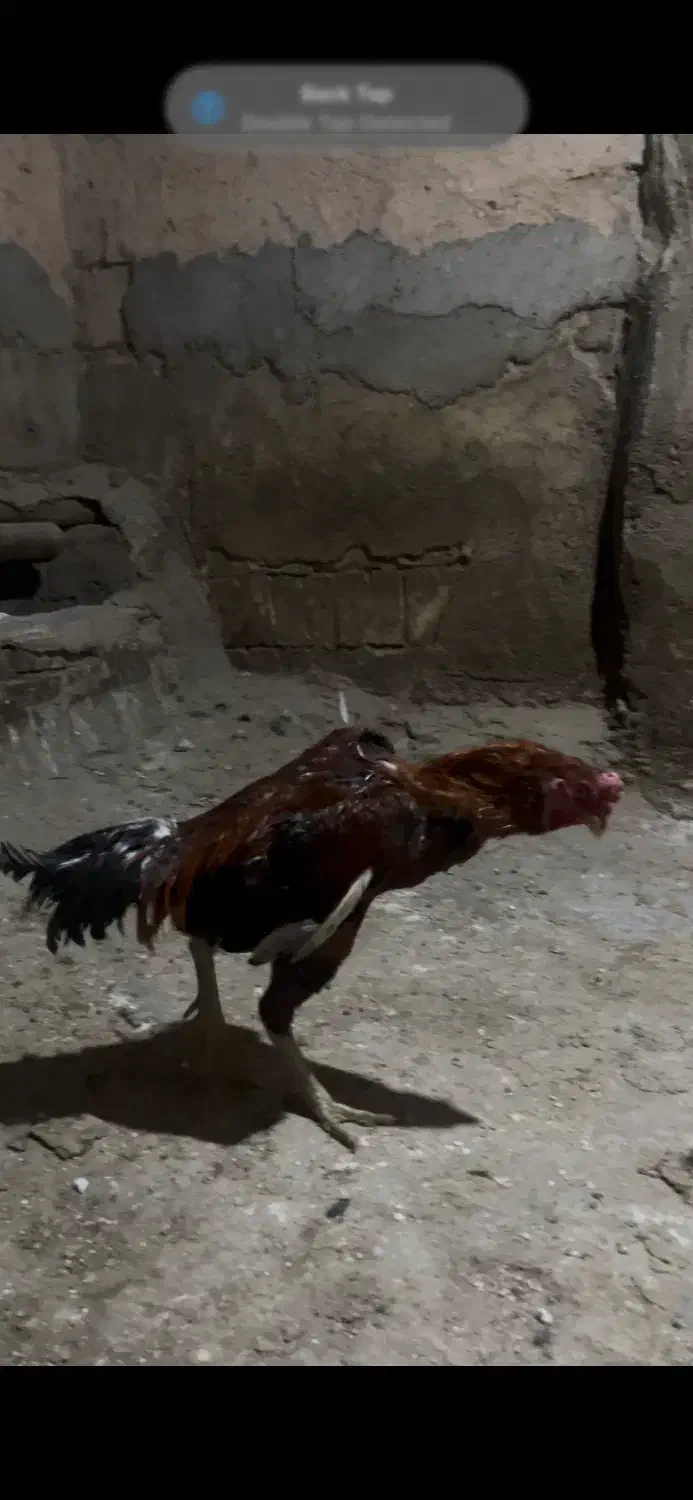 خروس لاری|حیوانات مزرعه|شاهین دژ, |دیوار