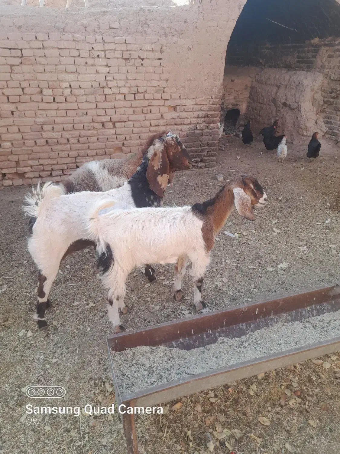 بز جوان|حیوانات مزرعه|سبزوار, قصبه شرقی|دیوار