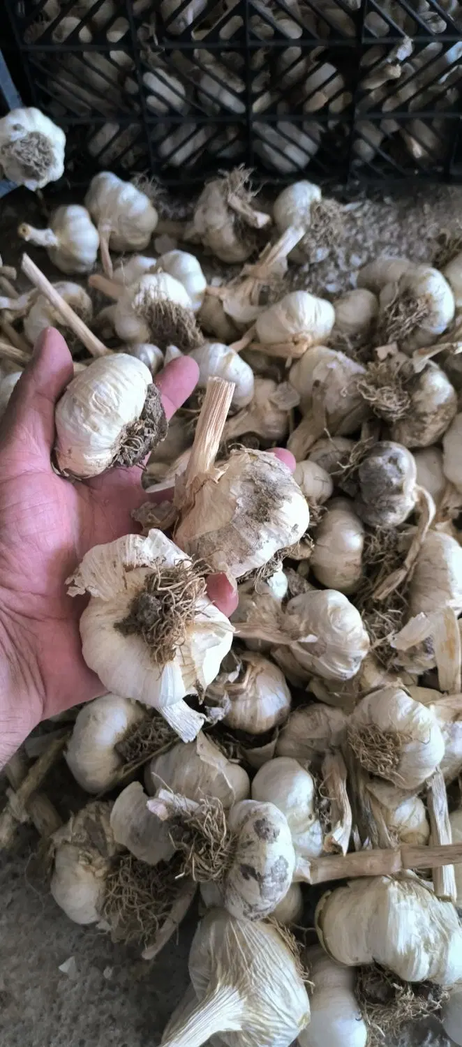 سیر سفید|عمده‌فروشی|پارس‌آباد, |دیوار
