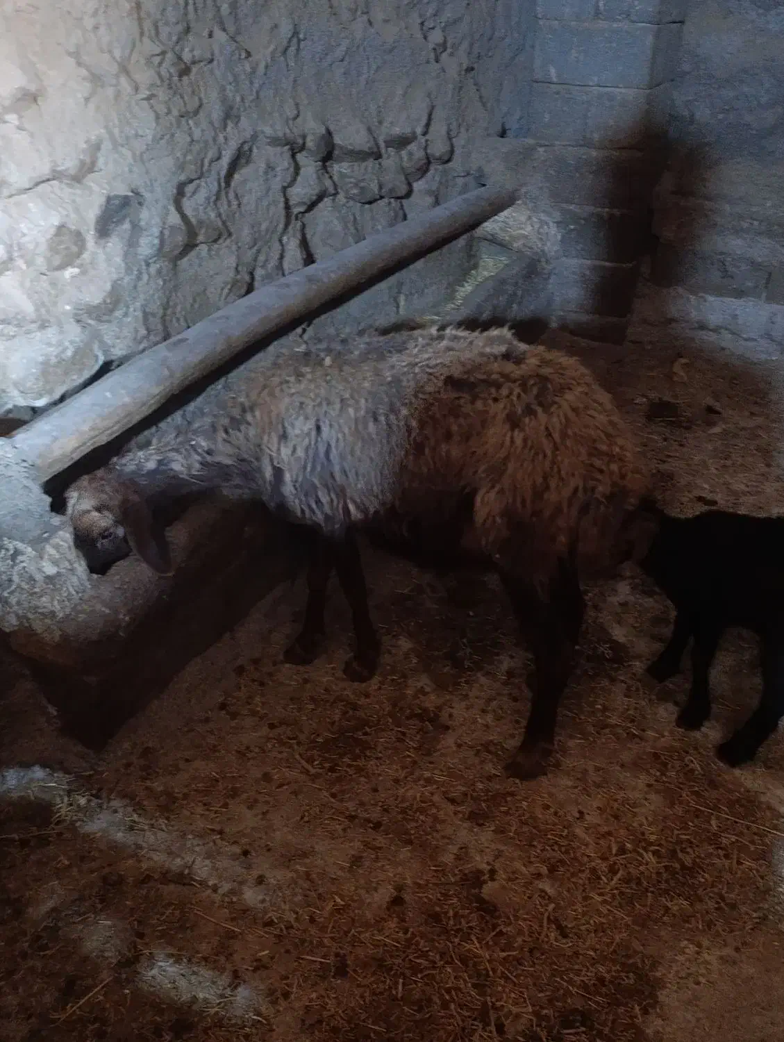 میش وبره|حیوانات مزرعه|صحنه, |دیوار