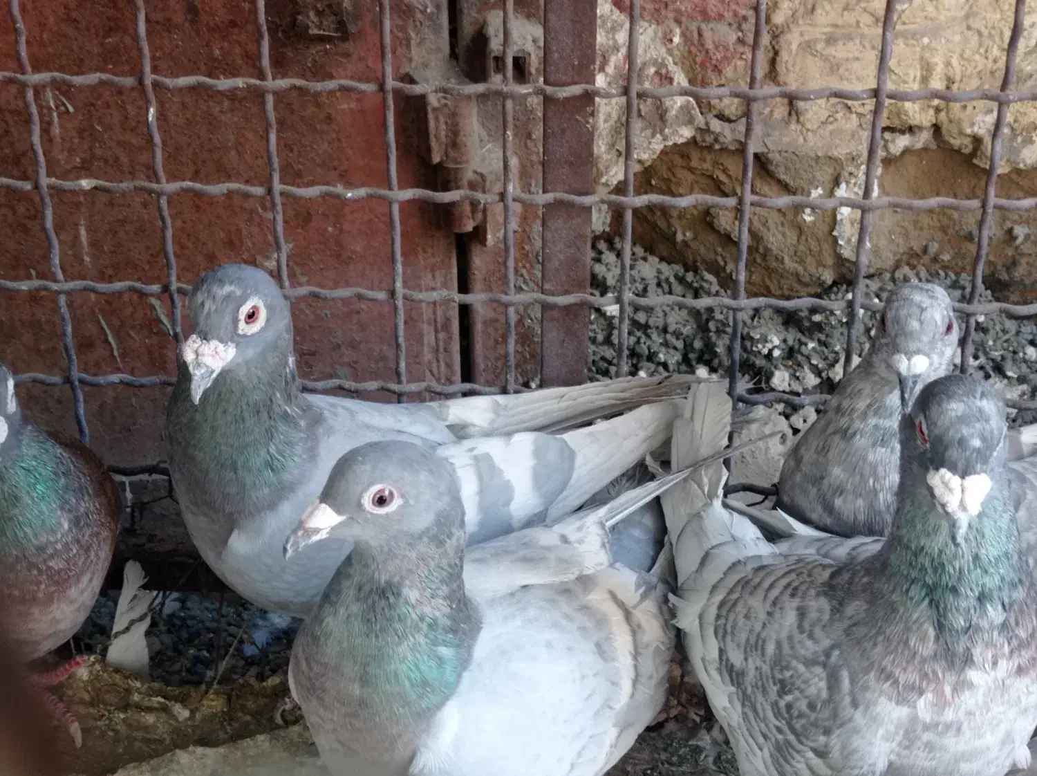 پلاکی گوره طااوسی رمادی|پرنده|اهواز, نیوساید|دیوار