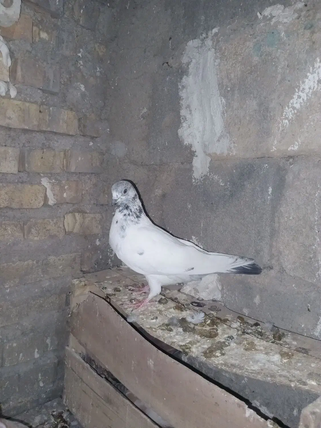 ۴ تا شیخ|پرنده|ایذه, |دیوار