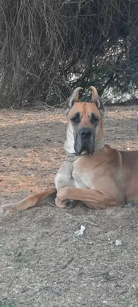 سگ گریت دین نر ۴ ساله|سگ|اهواز, کمپلو شمالی|دیوار