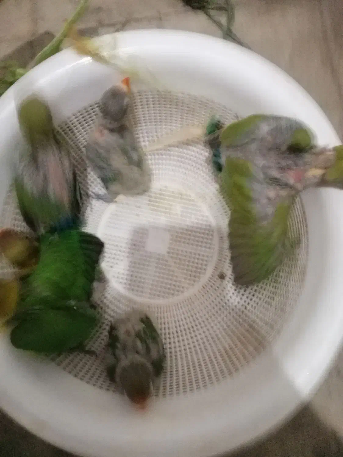 طوطی کوتوله برزیلی آماده دستی کردن|پرنده|سیرجان, |دیوار