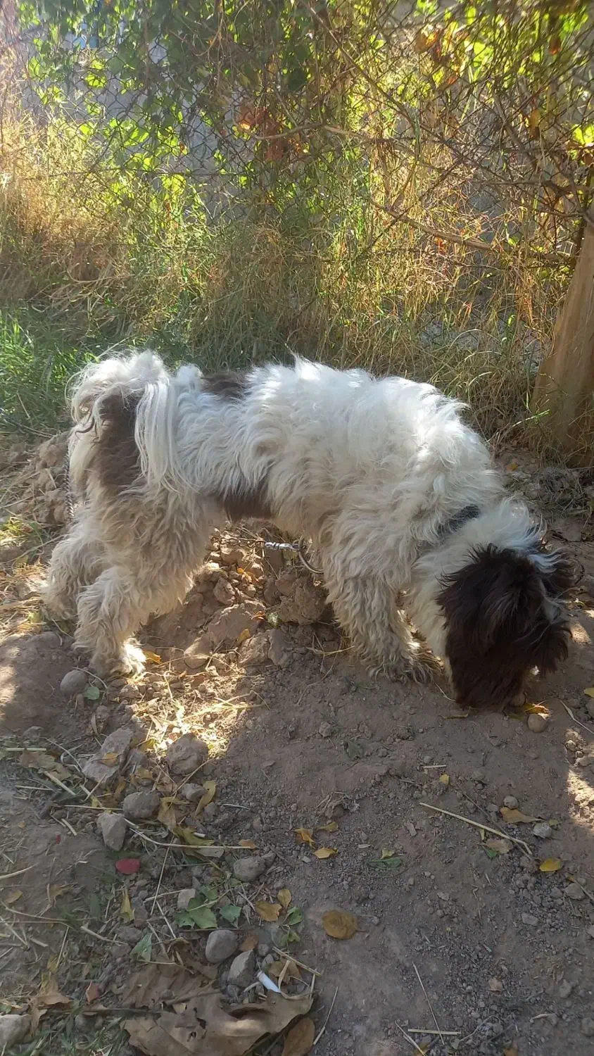 سگ پاکوتاه|سگ|قشلاق دشت, |دیوار