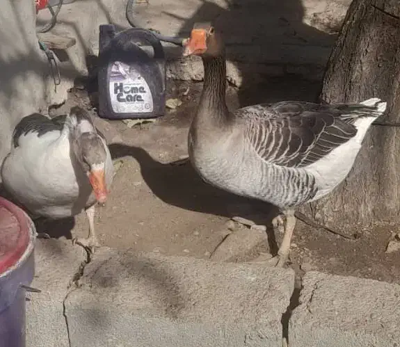 غاز  نر و ماده|حیوانات مزرعه|یاسوج, |دیوار