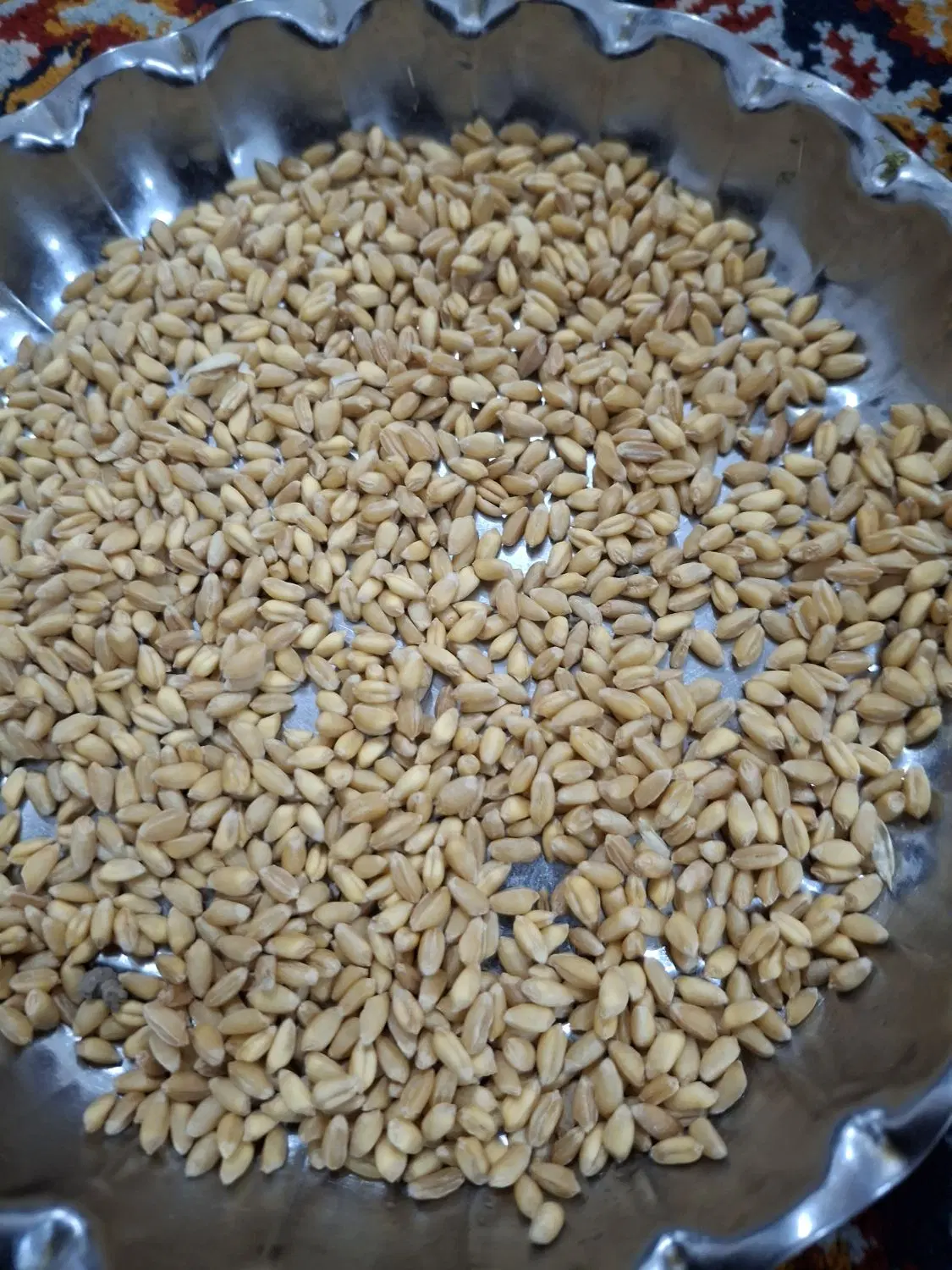 گندم|خوردنی و آشامیدنی|لردگان, |دیوار