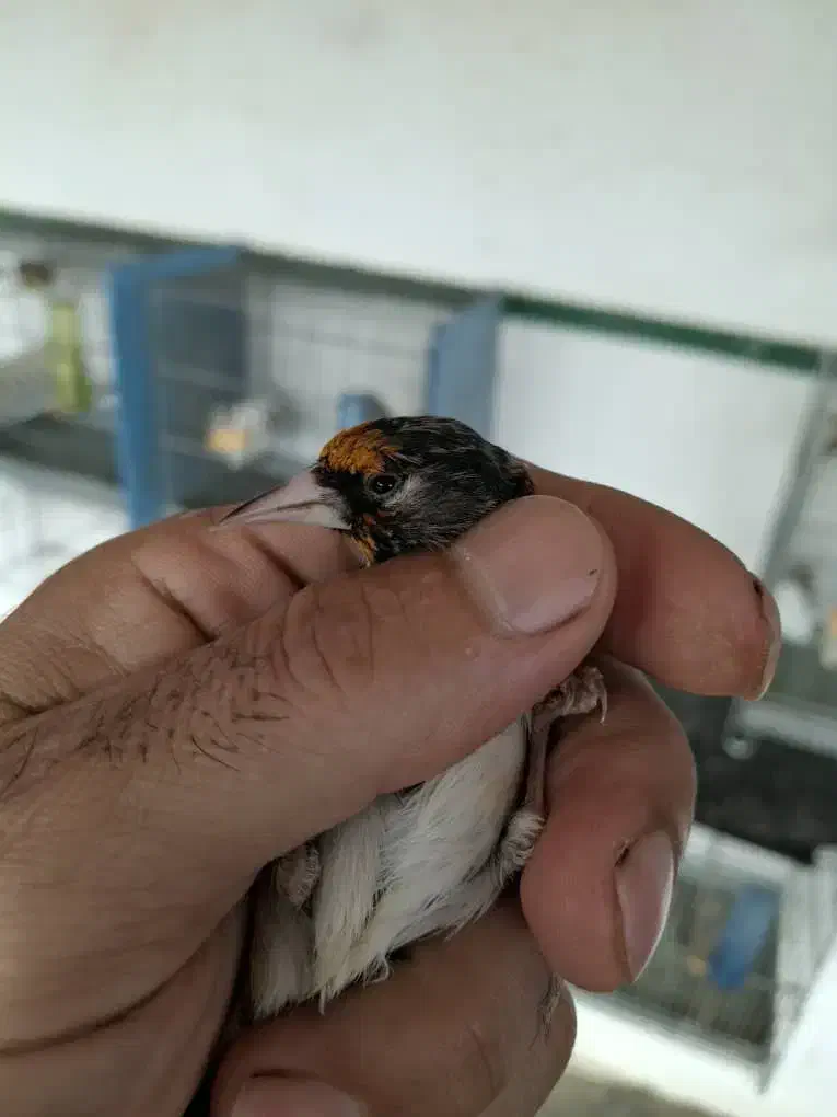 سهره سیاه سر (زاغ)|پرنده|بومهن, |دیوار