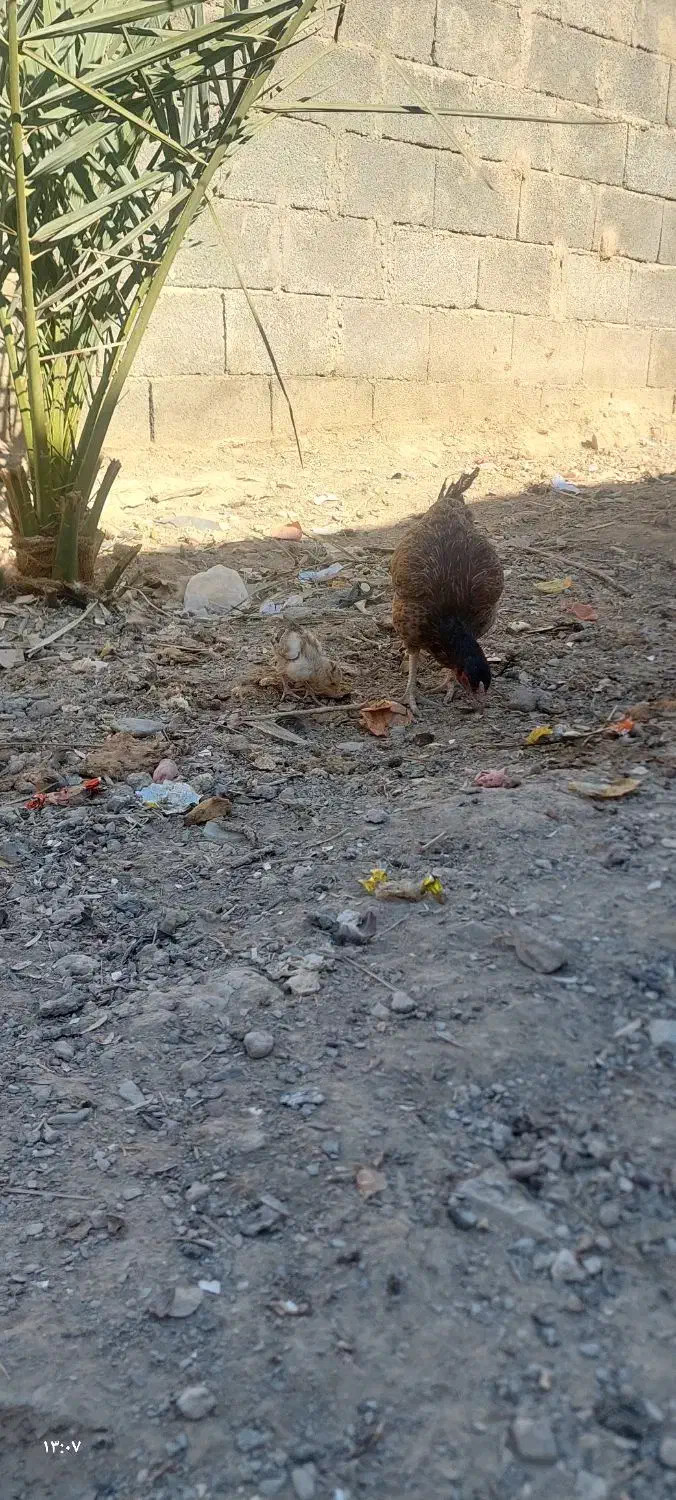 خروس ماکیان|حیوانات مزرعه|سراوان, |دیوار